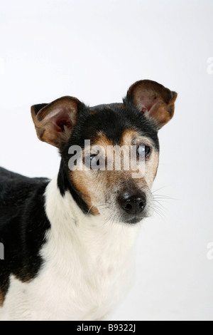 Jack Russell Terrier Tricolor 13 Jahre alten blinden behinderten Stockfoto