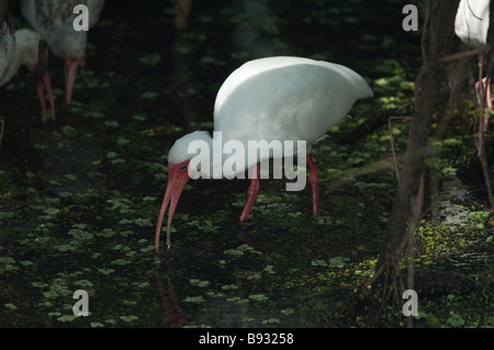 Ein Altvogel American White Ibis Futter für Lebensmittel in den Schatten von einem Florida Sumpf. Stockfoto