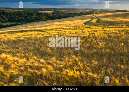 Reife Gerste im Wind in der Abend-Sonne Stockfoto