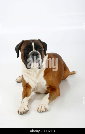 Deutscher Boxer 4 Jahre Stockfoto