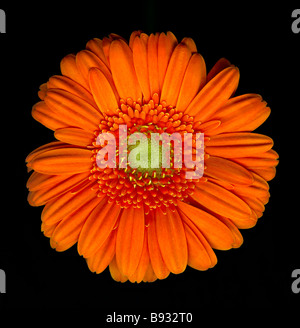 einzelne orange Gerbera Blume auf schwarzem Hintergrund Stockfoto
