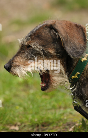 Dackel, Gähnen Stockfoto