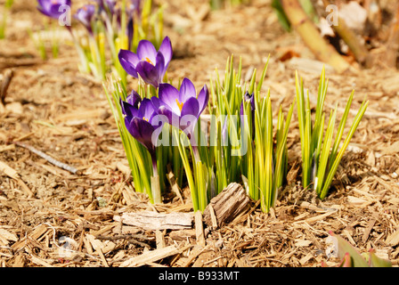 eine Gruppe von Krokusse oder Krokus wächst im Frühjahr Stockfoto