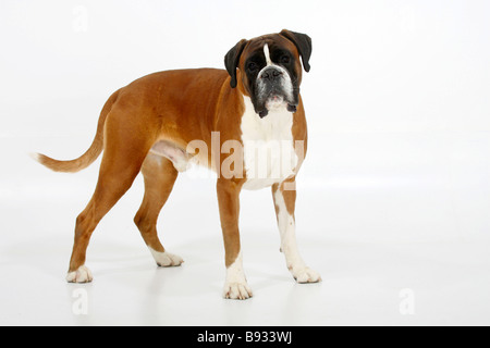 Deutscher Boxer 4 Jahre Stockfoto