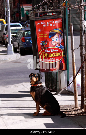 Hund von Leine vor Geschäft wartet auf seinen Besitzer, Brooklyn, New York City, USA zurückgehalten Stockfoto