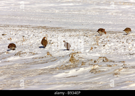 Graues Rebhuhn im Winter Saskatchewan Stockfoto