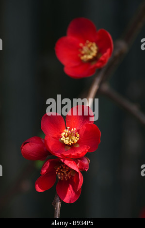 Chaenomeles × Superba' Crimson und Gold". Japanische Quitte 'Crimson und Gold' Blumen vor einem dunklen Hintergrund. Großbritannien Stockfoto