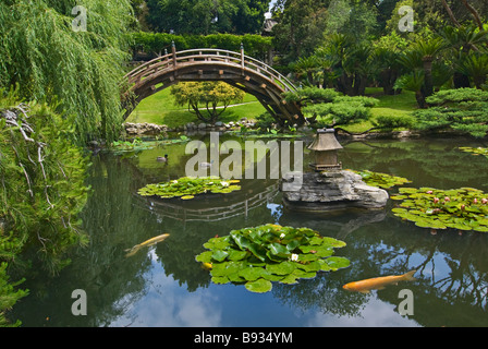 Japanischer Garten mit Mond-Brücke und Lotus-Teich mit Koi-Karpfen. Stockfoto