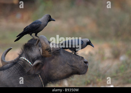 Zwei Haus Krähen Corvus Splendens auf einen Büffel Kopf in Rajasthan Indien Stockfoto