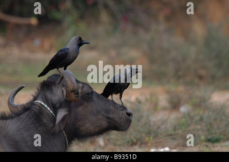 Zwei Haus Krähen Corvus Splendens auf einen Büffel Kopf in Rajasthan Indien Stockfoto