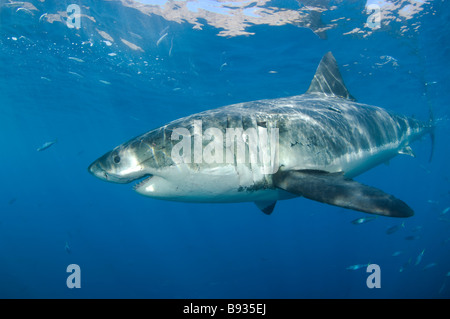 Der weiße Hai Carcharodon Carcharias Guadalupe Insel Baja California Mexiko Stockfoto