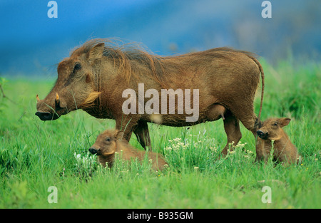 Gewöhnlicher Warthog (Phacochoerus africanus). Mutter mit Jungen im Gras Stockfoto