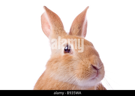 Porträt der jungen roten Kaninchen isoliert auf weißem Hintergrund Stockfoto