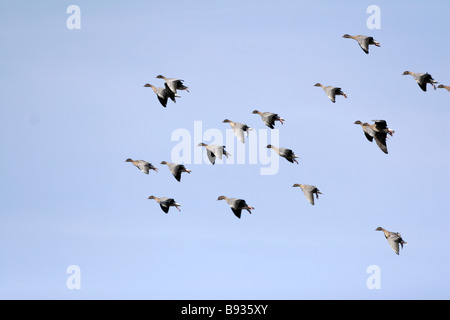 Eine Herde von Pink-footed Gänse Anser Brachyrhynchus kommen im Herbst in ein Feld im Nordosten Schottlands zu landen Stockfoto