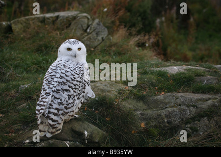 Snowy Eule Bubo Scandiacus in Gefangenschaft Stockfoto