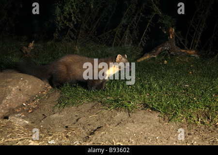 Baummarder, Martes Martes, Futterstelle in Nacht besuchen Stockfoto