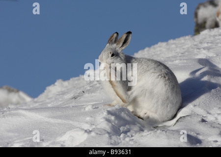 Berg Hase Lepus Timidus im Winter Reinigung Fuß Stockfoto