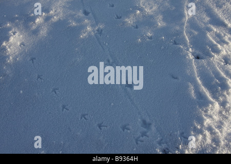 Rock Schneehühner Lagopus Mutus Spuren im Schnee Stockfoto