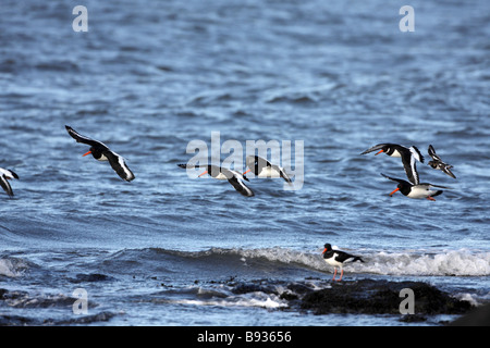 Herde von Pied Austernfischer Haematopus Ostralegus im Flug Stockfoto