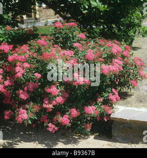 Japanisches Mädesüß / Spiraea Japonica Stockfoto