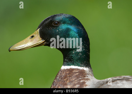 Schuss in den Kopf der männliche Stockente Stockfoto