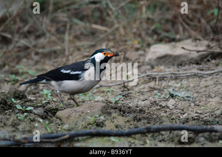 Asiatische Pied Starling Sturnus Contra Fütterung auf dem Boden Rajasthan Indien Stockfoto