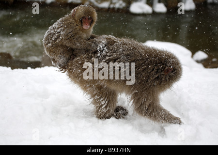 Japanischen Makaken (Snow Monkey) Macaca Fuscata Mutter und Kind reiten auf Rückseite Stockfoto