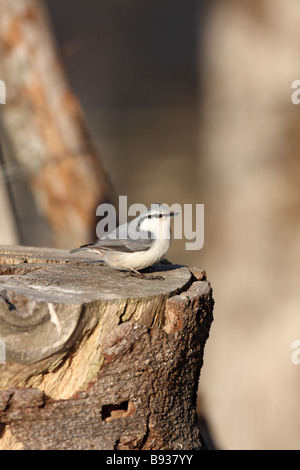 Eurasische Kleiber Sitta Europea Form asiatica Stockfoto