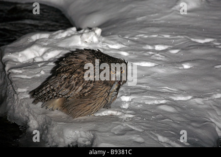 Die Blakiston Fisch Eule Ketupa Blakistoni Fang von Fischen in der Nacht im Schnee Stockfoto