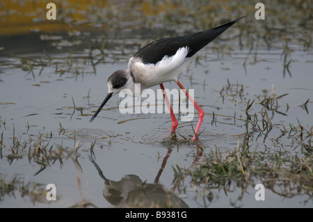 Juvenile Gleitaar Stelzenläufer Himantopus Himantopus Fütterung in einem temporären Pool in Rajasthan Indien Stockfoto