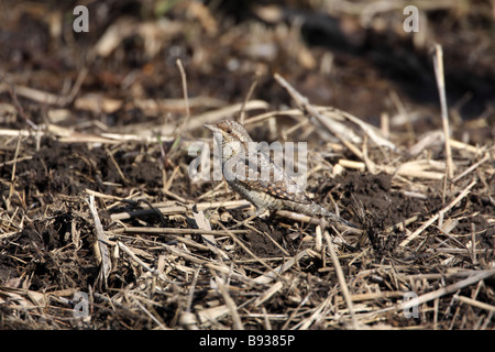 Wendehals-Jynx Torquilla Überwinterung im Tokioter Vorort Stockfoto