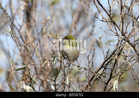 Japanische weißen Auge Zosterops Japonicus Fütterung in Strauch Stockfoto