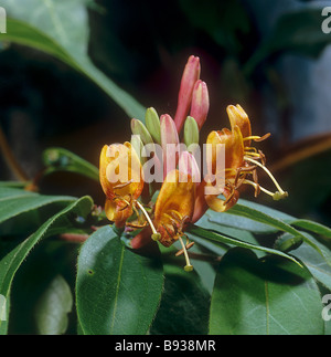 Immergrüne Geißblatt - Blüte / Lonicera hinsichtlich Stockfoto