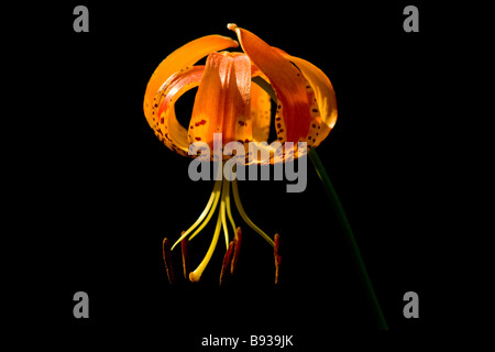Tiger Lilly auf ältere Creek Stockfoto