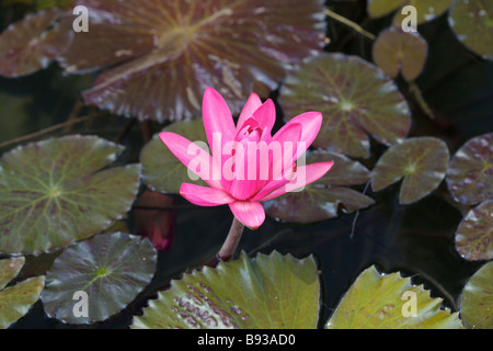 Polaren oder Seerose am Codrington College, St. John Parish, Barbados, "West Indies" Stockfoto