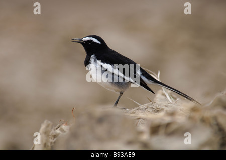 Weißer-browed Bachstelze Motacilla Maderaspatensis Berufung Stockfoto