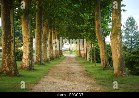 Von Bäumen gesäumten Pfad at Grand Barrail Chateau Bordeaux Frankreich Stockfoto