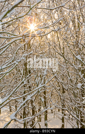 Starburst Effekt Sonne durch Schnee bedeckt Bäume in kleinen Wäldchen Stockfoto