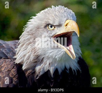 Alaska-Weißkopf-Seeadler (Haliaeetus Leucocephalus), UK Stockfoto