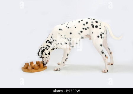 Dalmatinischen 4 Jahre Intelligenz Spiel Spielzeug Seite Stockfoto