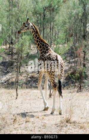 Giraffe im Haller-Park in Mombasa Kenia Stockfoto