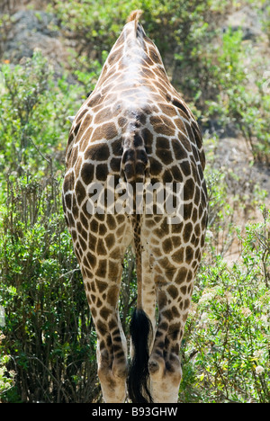 Giraffe im Haller-Park in Mombasa Kenia Stockfoto