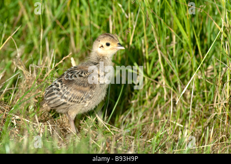 Gemeinsamen Fasan Küken, Phasianus Colchicus, Kent, England. Stockfoto