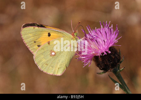 Getrübt, gelben Schmetterling Colias Croceus Pieridae männlich auf Flockenblume UK Stockfoto