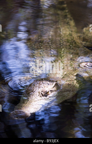 Krokodile im Haller-Park in Mombasa Kenia Stockfoto