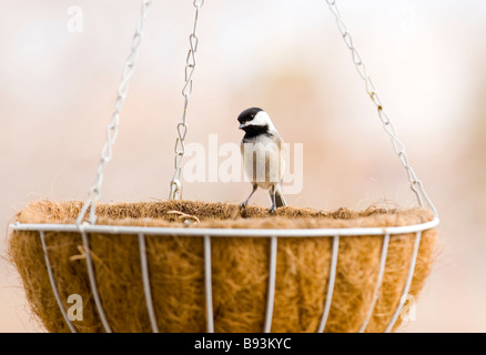 Hängenden Korb & schwarz begrenzt Chickadee Stockfoto