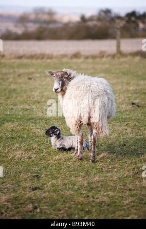 Mutter Schafe und Neugeborenes Lamm in einem Feld, England, UK Stockfoto