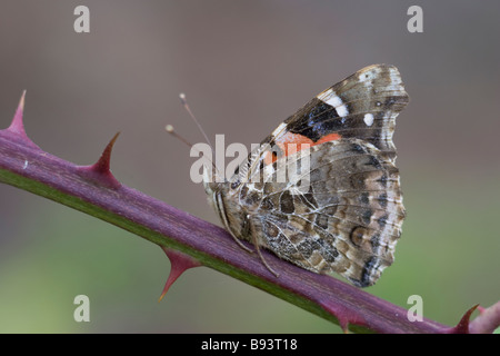 Kanarischen oder Indian Red Admiral Vanessa Vulcania oder indica Stockfoto