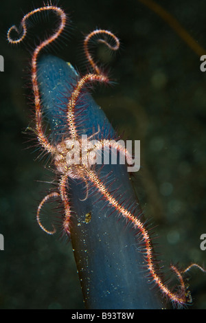 Schlangenstern auf kolonialen tunicate Ophiothrix Spec Neptheis morph blau Komodo Indonesien Stockfoto