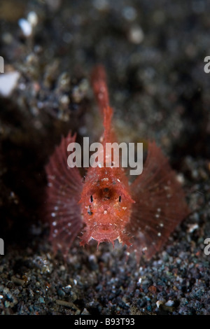 Juvenile Ambon Drachenköpfe Pteroidichthys Amboinensis Komodo Indonesien Stockfoto